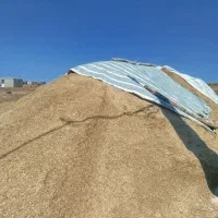 کاه گندم