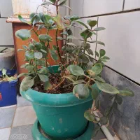 گل طبیعی هر گلدان ۱۰۰|گل و گیاه طبیعی|ساوه, |دیوار
