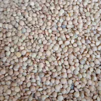 فروش برنج وخورده برنج|خوردنی و آشامیدنی|جهرم, |دیوار