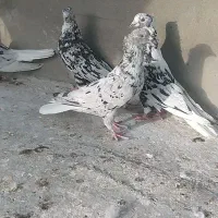 نروماده سرور دمسفید