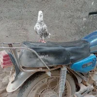 کبوترهفترنگ دمسفید