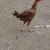 خروس ومرغ لاری|حیوانات مزرعه|مشگین شهر, |دیوار