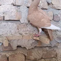 ماده زرد پلنگ
