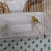 یک عددقناری نر بخون دارچینی رنگ