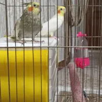 یک جفت عروس هلندی