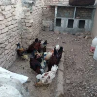 مرغ و خروس  و جوجه مرغ و جوجه خروس