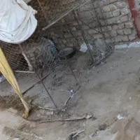 قفس مرغ خروس