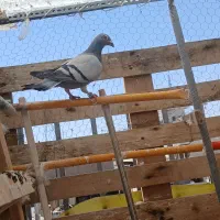 ۷عدد  کفتر شهرستانی  گیریفتنی زدهخوردی