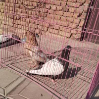 کبوتر سینه ای نر و ماده|پرنده|عجب شیر, |دیوار