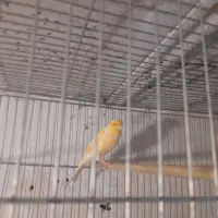 جوجه قناری  ۳ ماه دونه ای ۱۵۰۰|پرنده|ملایر, |دیوار