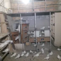 کبوترفروشی