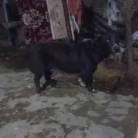 سگ نژاددارگدن رتریور