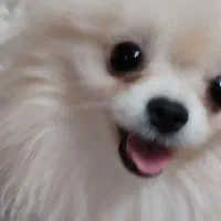 سگ توله پامرانین خرسی