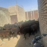 بره بزغاله میش|حیوانات مزرعه|آران و بیدگل, |دیوار