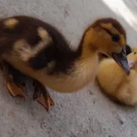 اردک اسرائیلی