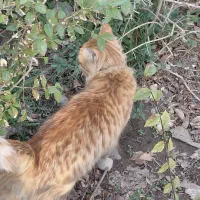 پیدا شده در بوستان غنچه|حیوانات|مشهد, چهارچشمه|دیوار