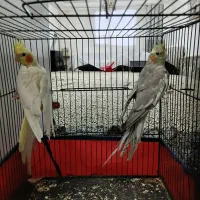 عروس هلندی جفت