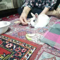 خرگوش سالم نر ماده