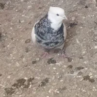 کبوتر|پرنده|نیشابور, شهید بهشتی|دیوار