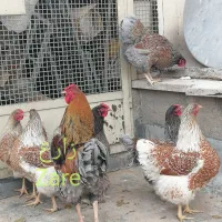 جوجه و نیمچه مرغ و خروس نژاد ویاندوت اصل|حیوانات مزرعه|تهران, مهران (سیدخندان)|دیوار