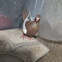 کفتر یهودی سرخ