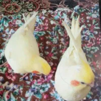 عروس هلندی|پرنده|شیراز, شهرک کوشکک|دیوار