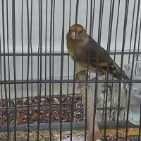 سهره قناری سهره داغسر