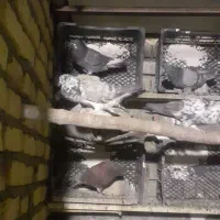 نرسبزتیزه سفید|پرنده|نوبران, |دیوار