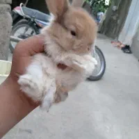 بچه خرگوش لوپ
