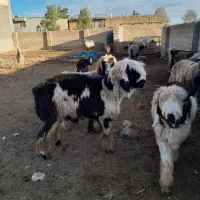 کوهه قوچ شهر کردی|حیوانات مزرعه|درودزن, |دیوار