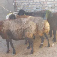 میش آبستن سنگین|حیوانات مزرعه|قزوین, |دیوار