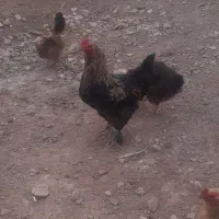 خروس اصل خونگی|حیوانات مزرعه|بشاریات, |دیوار