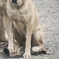 سگ ماده سرابی