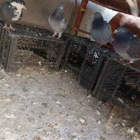 کبوتر فروشی