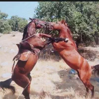 اسب نریون سرو دم گیر پرخون|اسب و تجهیزات اسب‌سواری|دوگنبدان, |دیوار