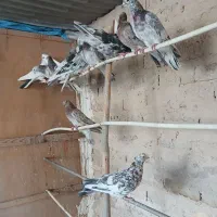 کفترپرشی|پرنده|تهران, خلازیر|دیوار