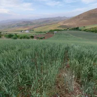 فروش زمین کشاورزی مخصوص باغ