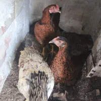 مرغ محلی تخمگذار و خروس محلی|حیوانات مزرعه|وحیدیه, |دیوار