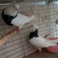 طوقی  دمسفید   ماهرو