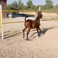 اسب کرد کره پهلوان یکساله