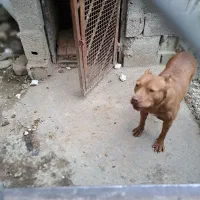 سگ پیتبول|سگ|نشتارود, |دیوار