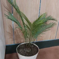 انواع گل اپارتمانی|گل و گیاه طبیعی|نهاوند, |دیوار