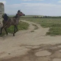اسب|اسب و تجهیزات اسب‌سواری|ارومیه, |دیوار