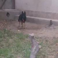 واگذاری سگ ژرمن