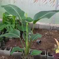 انواع گلهای بلند کنار سالنی(نیکولای آمستل اریکا)|گل و گیاه طبیعی|ساری, |دیوار