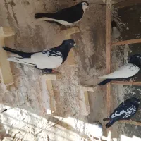 کفتر رنگی|پرنده|مشهد, کشف|دیوار