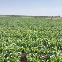 ۳۰۰۰۰ متر زمین کشاورزی روستای فارسیان