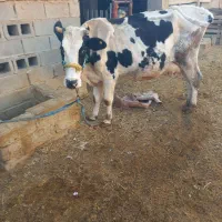 گاو و بز نر برایه فروش|حیوانات مزرعه|بندر ماهشهر, |دیوار