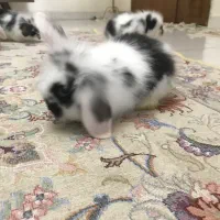 بچه خرگوش لوپ هلندی|موش و خرگوش|کرج, گوهردشت|دیوار