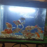 ماهی گلدفیش کالیکو|ماهی|بومهن, |دیوار